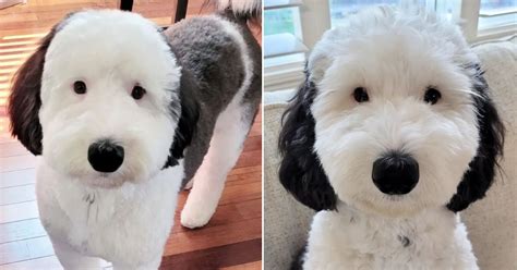 Meet Bayley The Mini Sheepadoodle Who Is The Real Life Snoopy